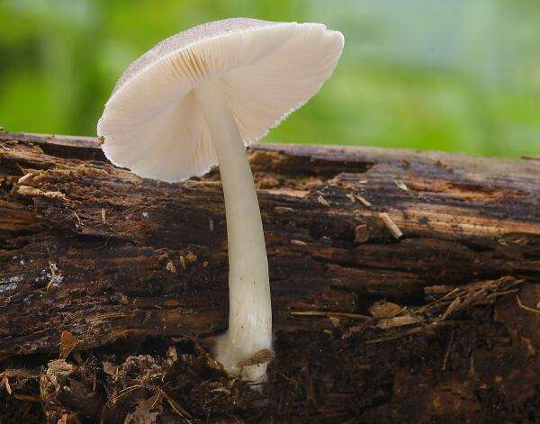 Macrolepiota (bedla, vlevo) - šupiny na klobouku, bílé lupeny, závoj; saprofyti Agaricus (žampion, vpravo) - volné lupeny, hnědý výtrusný prach, závoj; saprofyti Pluteus (štítovka) - růžové