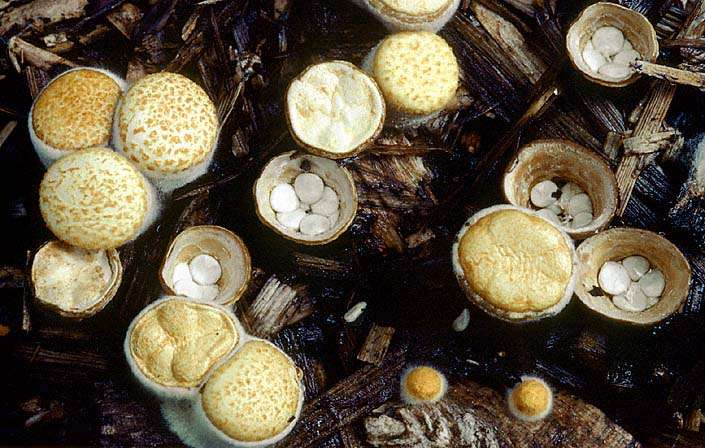 břichatkovité typy v řádu Agaricales: Lycoperdon (pýchavka), Bovista (prášivka), Langermannia (vatovec) a jiné: peridie se otvírá až za zralosti na vrcholu pórem nebo se rozpadá, někdy spodní část