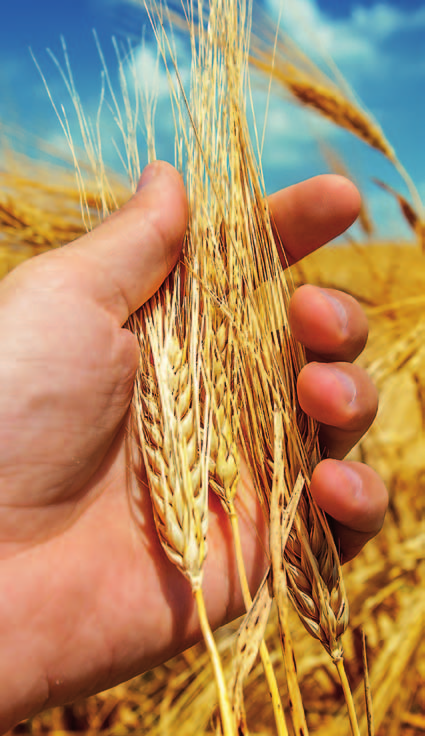 fungicidy tritikale Účinnost Braničnatka pšeničná Mycosphaerella graminicola Rez pšeničná Puccinia recondita Rynchosporiová skvrnitost Rhynchosporium secalis Účinnost: výborná dobrá slabá