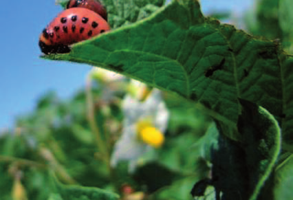 insekticidy coragen 20 sc Účinná látka: chlórantraniliprol 200 g/l nový standard v ochraně proti klíčovým škůdcům kukuřice, brambor, jabloní hrušní a révy vinné.