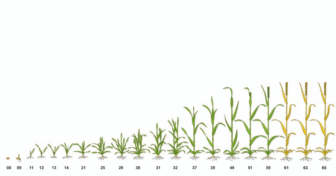 informace herbicidní ošetření pšenice ozimé, ječmene ozimého Podzim glean 75 PX (15 25 g) solo nebo glean 75 PX (7 15 g) v TM Jaro biplay sx (30