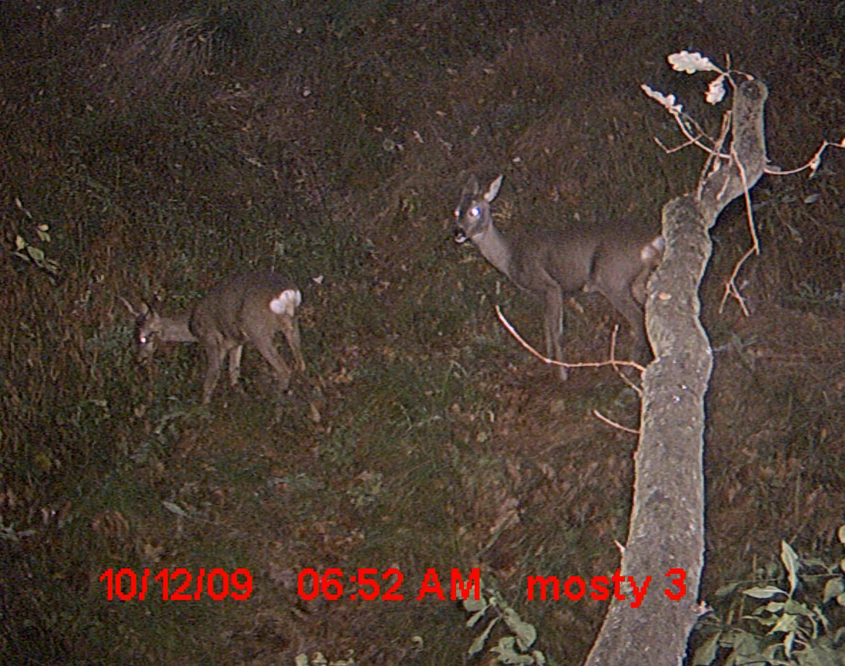 Obr. 18. Fotografie z fotopastí na koridoru Celnice jelen lesní a srnec obecný.