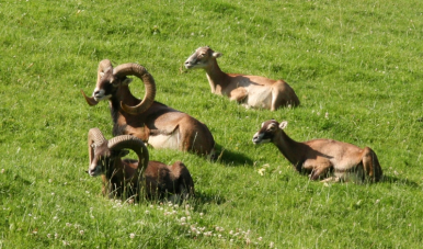 Muflon příbuzný ovce, žije ve stádech stádo vede muflonka mají rohy, které neshazují ( toulce) samice mají také rohy menší než samci