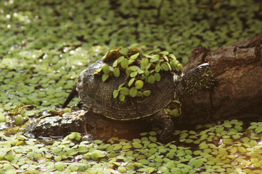 ŽELVA BAHENNÍ (Emys orbicularis) Řád: želvy (Testudines) Podřád: skrytohrdlí (Cryptodira)