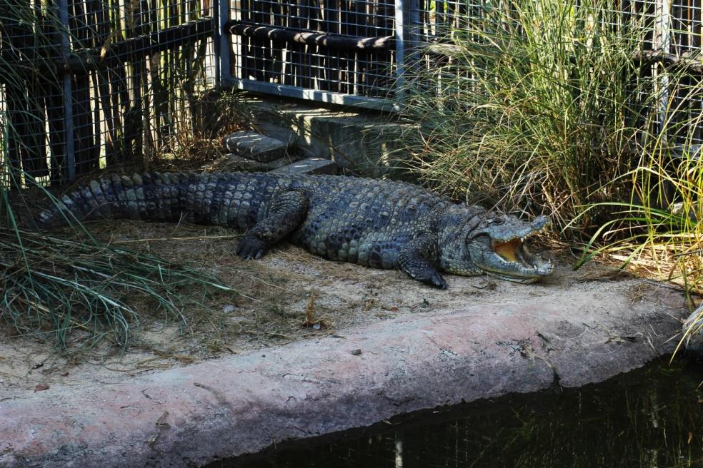 KROKODÝL NILSKÝ (Crocodylus niloticus) Řád: krokodýli (Crocodylia) Čeleď: krokodýlovití (Crocodylidae) Rod: krokodýl (Crocodylus) Least Concern (LC) Current Population Trend: Unknown Appendix I