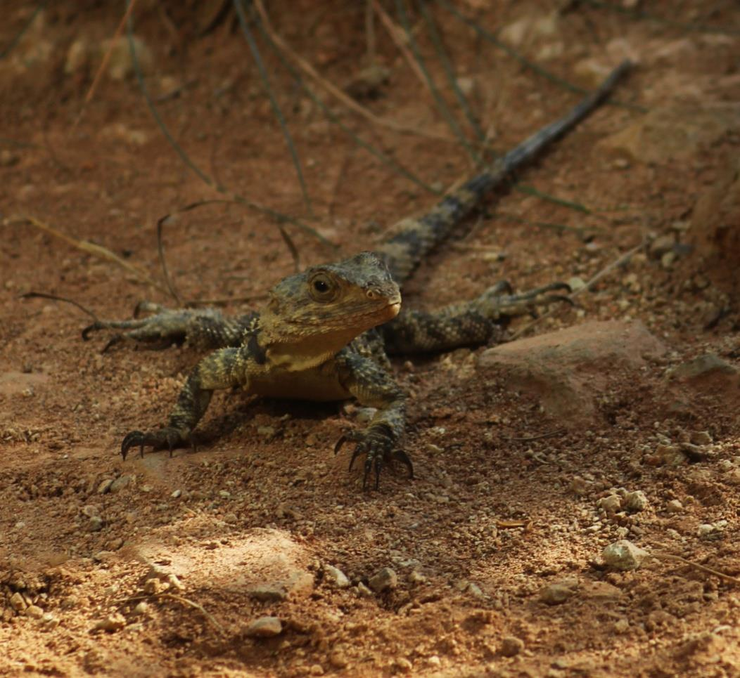 AGAMA HARDÚN (Stellagama stellio) Čeleď: agamovití (Agamidae) Rod: