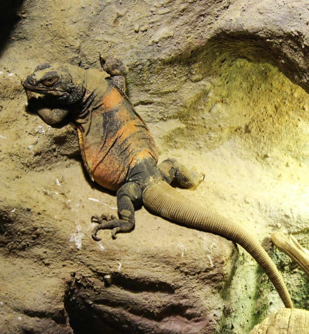 ČUKVALA ZAVALITÁ (Sauromalus ater) Čeleď: leguánovití (Iguanidae) Rod: