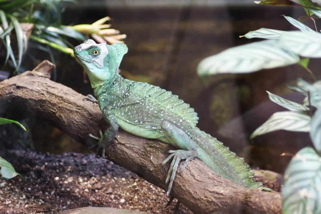 BAZILIŠEK ZELENÝ (Basiliscus plumifrons) Čeleď: baziliškovití (Corytophanidae)