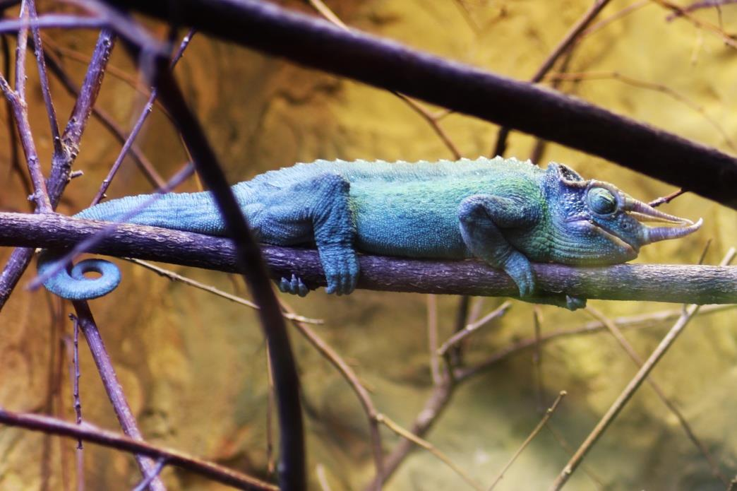 CHAMELEON TŘÍROHÝ (Trioceros jacksonii) Čeleď: chameleonovití (Chamaeleonidae) Rod: