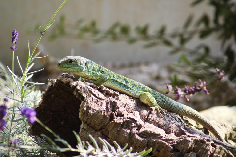 JEŠTĚRKA PERLOVÁ (Timon lepidus) Čeleď: ještěrkovití (Lacertidae) Rod: