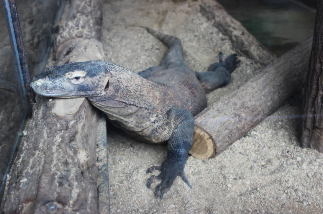 VARAN KOMODSKÝ (Varanus komodoensis) Čeleď: varanovití (Varanidae) Rod: varan