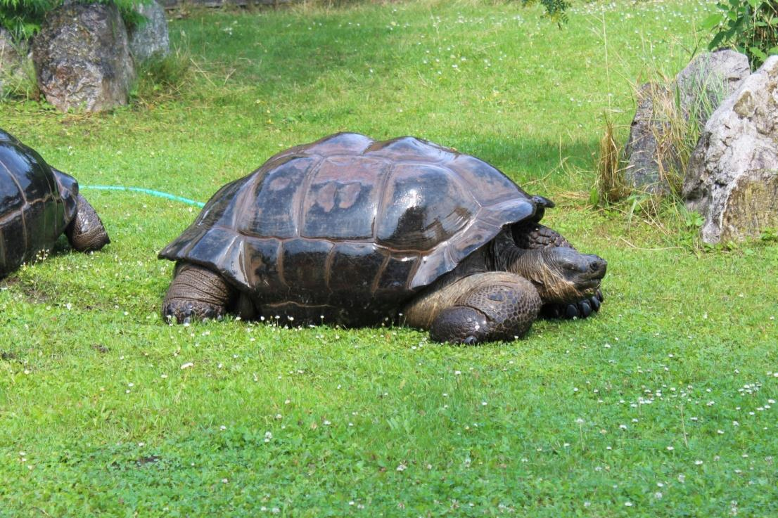 ŽELVA SLONÍ SANTACRUZSKÁ (Chelonoidis porteri) Řád: želvy (Testudines) Podřád: skrytohrdlí (Cryptodira) Čeleď: