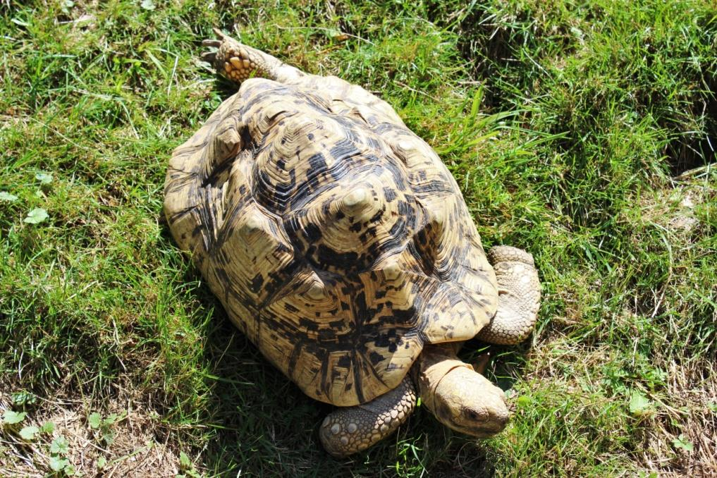 ŽELVA PARDÁLÍ (Stigmochelys pardalis) Podkmen: obratlovci (Vertebrata) Řád: želvy (Testudines) Podřád: skrytohrdlí (Cryptodira)