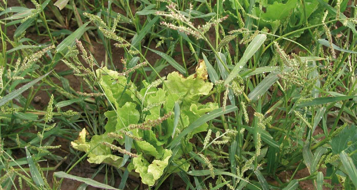 Regulace prosovitých trav v cukrové řepě Control of Panic-Gramineous Weeds in