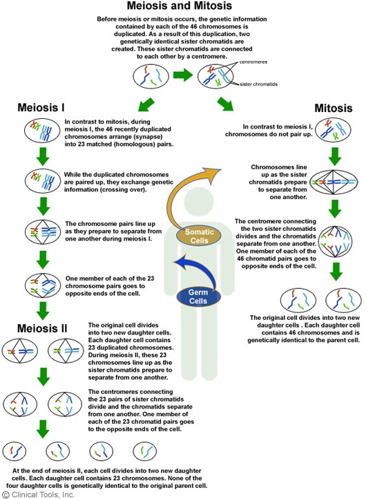 MEIÓZA 2 buněčná dělení a pouze 1 replikace DNA I.