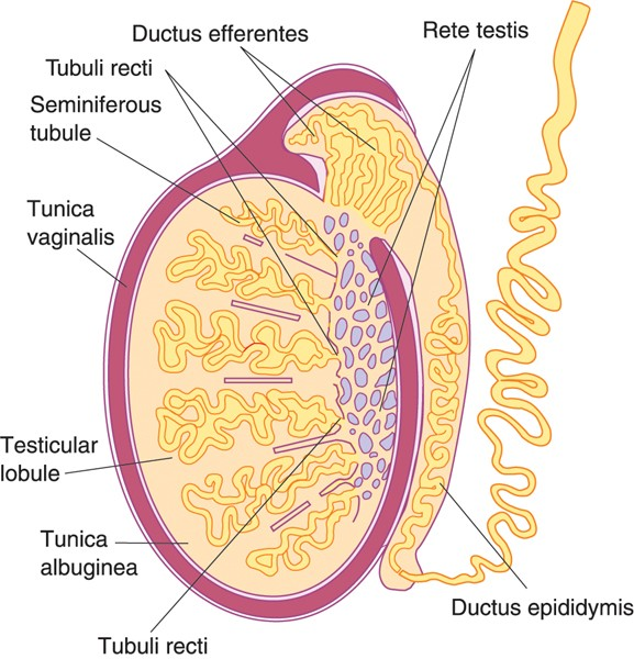 ZÁRODEČNÝ EPITEL V SEMENOTVORNÝCH KANÁLCÍCH VARLETE VARLE (TESTIS) Funkce: produkce spermií, produkce hormonů Mikroskopická stavba: Tunica albuginea testis tuhá pouzdro z kolagenního vaziva Tunica