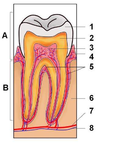 ohraničena rty, tvrdým a měkkým patrem, svalstvem spodiny ústní s jazykem a tvářemi příjem potravy, mechanické zpracovávání, promíchávání se slinami zuby: mléčný chrup 20 zubů trvalý chrup 32 zubů