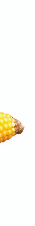 Kukuřice SOUFFLET AGRO Název hybridu Udržovatel Registrace FAO zrno FAO siláž Typ hybridu Typ zrna Staygreen Výsev tis.