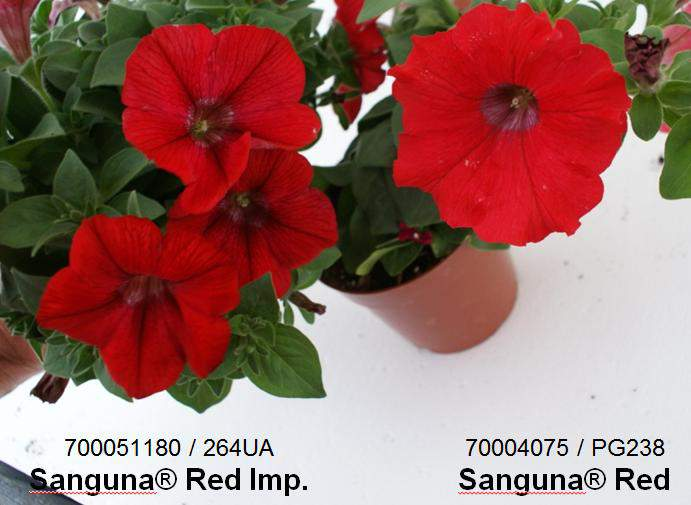 Petunia Hybrida Sanguna Red Improved Stabilní barva Dobré větvení Kompaktnější habitus