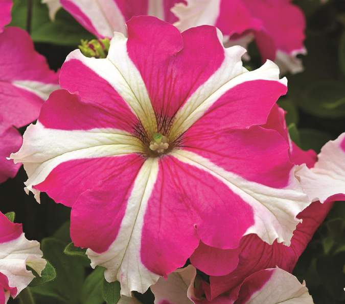 Petunia grandiflora Bravo Rose star improved Nahrazuje