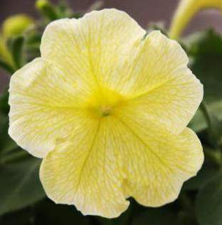 Petunia Hybrida Sanguna Yellow Impr.