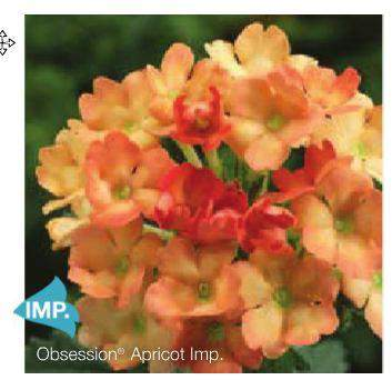 Verbena hybrida Obsession Apricot Improved Intenzivnější barva Lepší rozvětvování a více