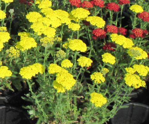 70008236 Achillea millefolium Desert Eve Yellow Zpět v sortimentu Velmi pěkná, čistě