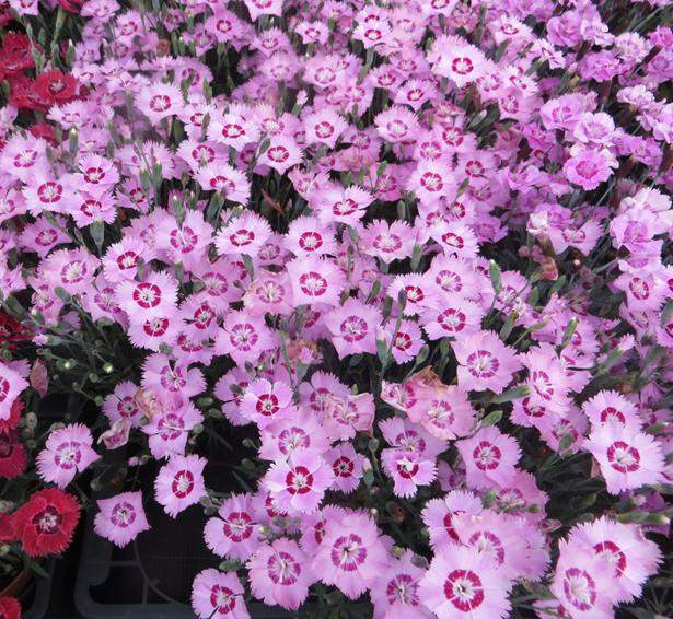 Dianthus plumarius Dixie : 5 barev Nová barva v serii Dixie Vzrůst srovnatelný s Deep Rose (trochu