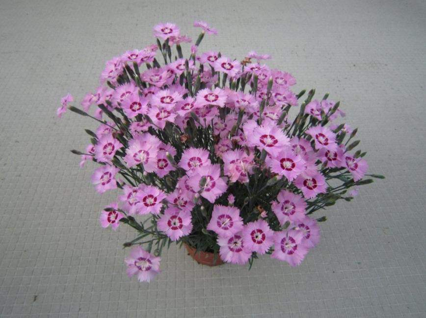 131 70051431 Dianthus