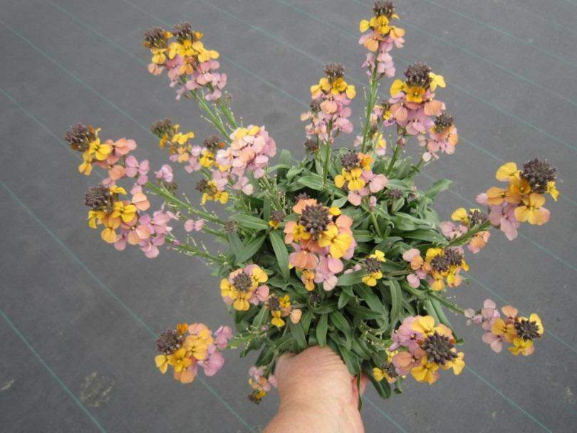 70028052 Erysimum