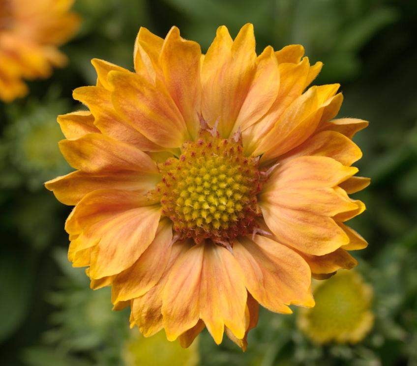 139 70019484 Gaillardia