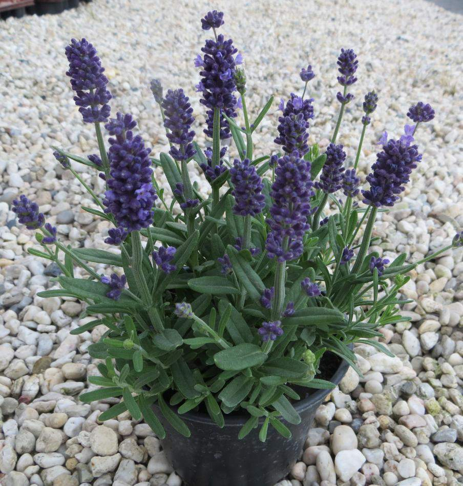 70051450 Lavandula angustifolia Aromatico Blue improved Velmi uniformní