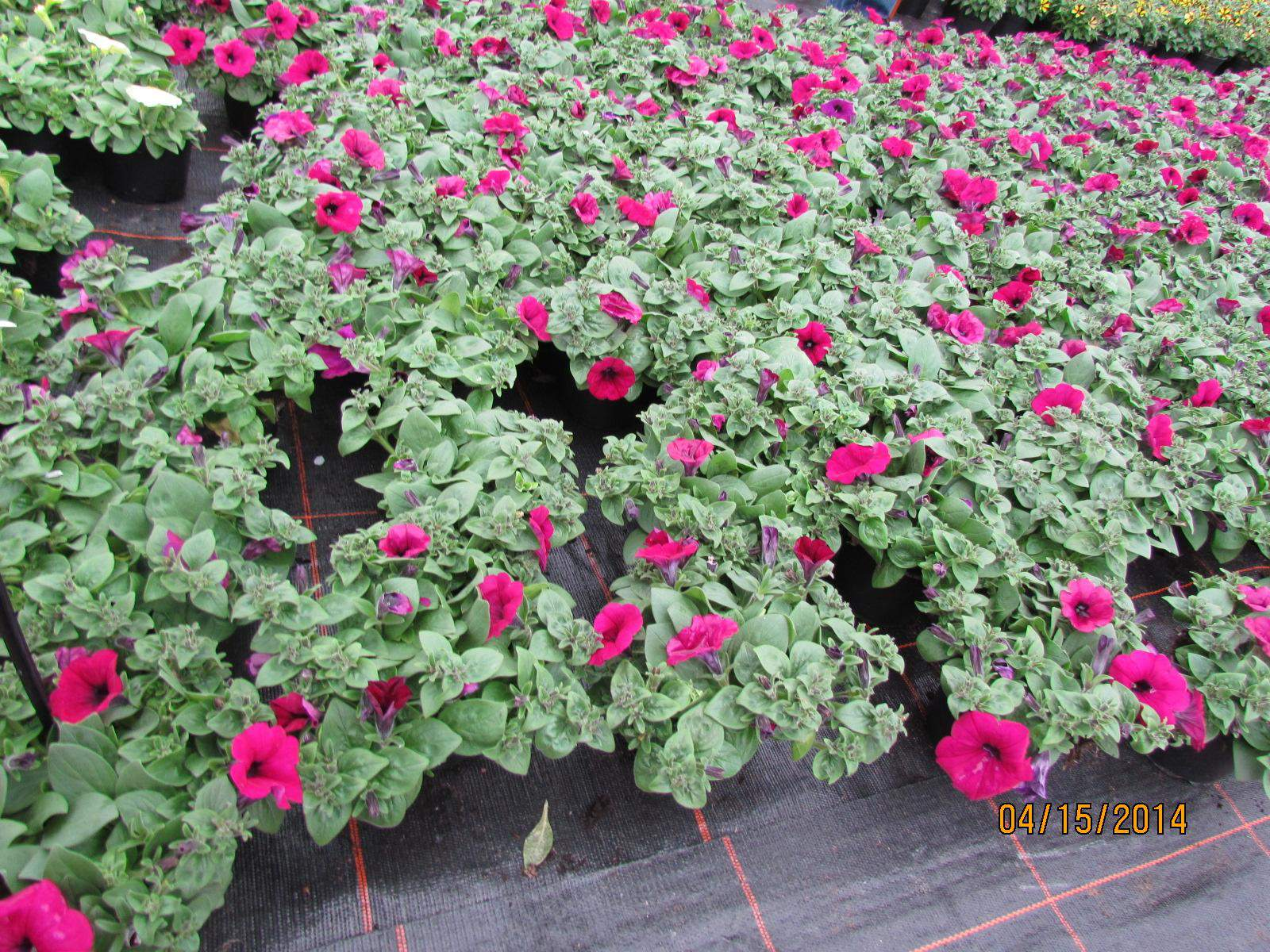 Petunia Hybrida Sanguna Purple