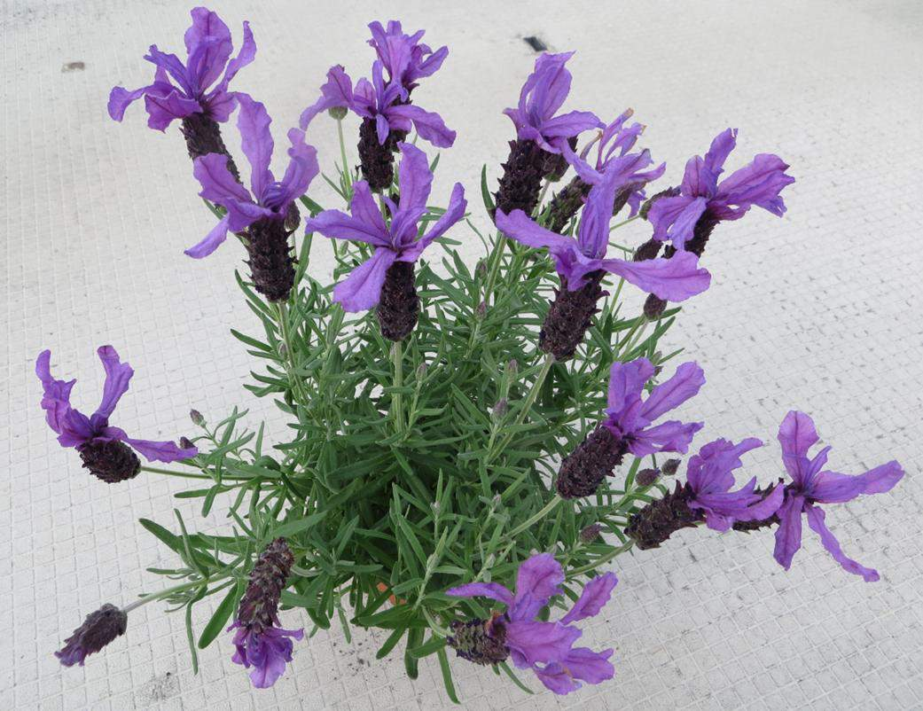 155 70051470 Lavandula