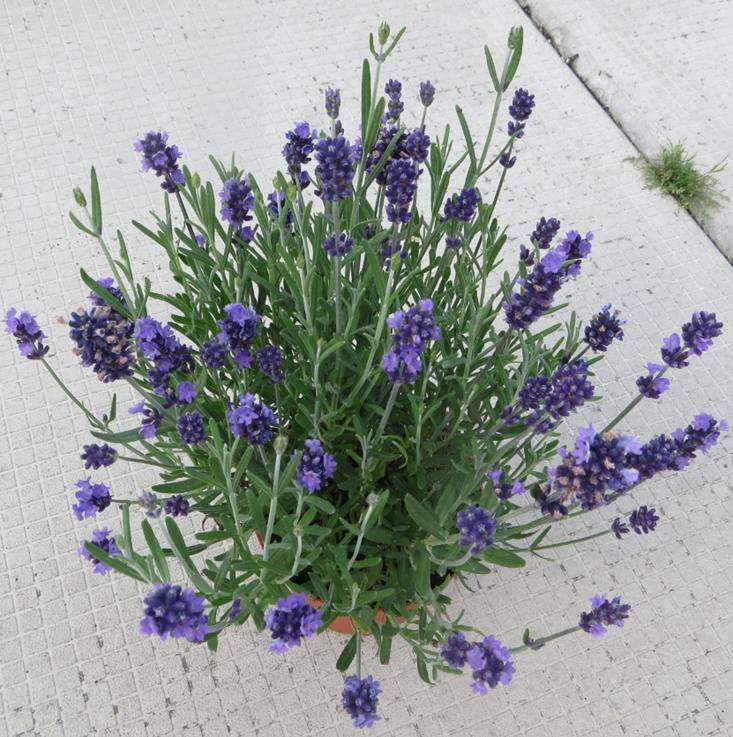 70019935 Lavandula angustifolia Blue Scent improved Duležité vylepšení var.