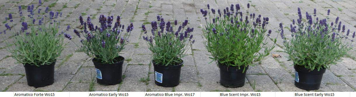 Lavandula: Aromatico a Blue Scent ve srovnání květináč 13 cm Semenáč je stále rychlejší,