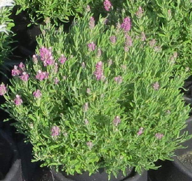 70019939 Lavandula stoechas Castillano Rose Barevný doplněk Castillano (Purple) Více