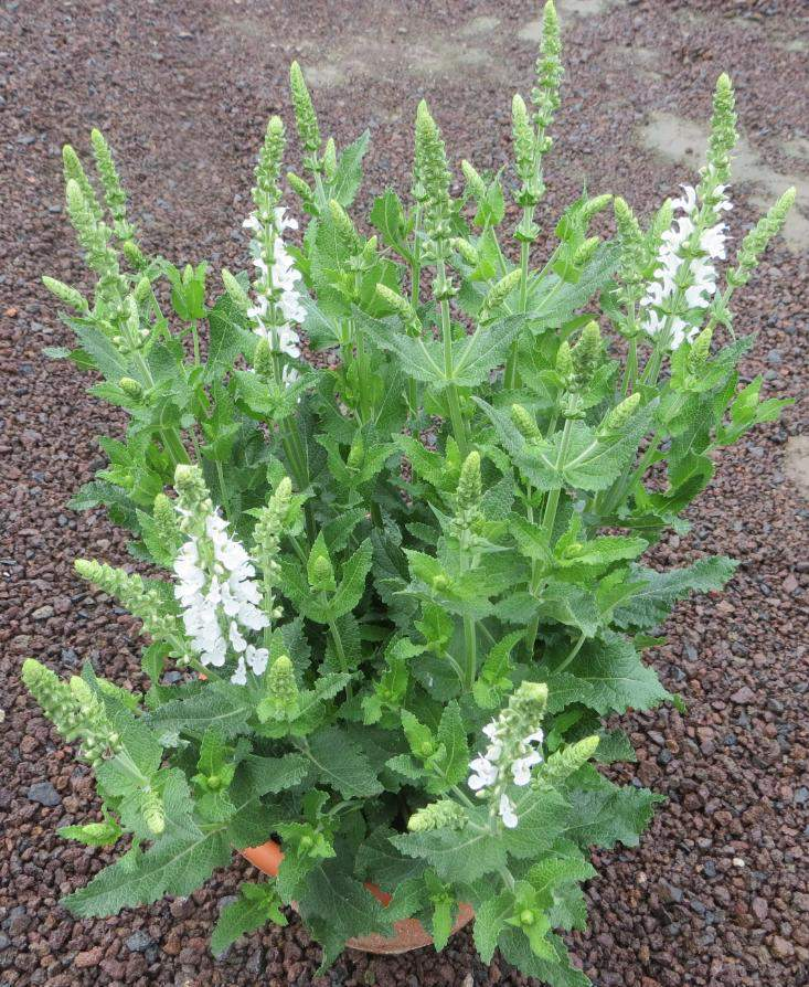 70035625 Salvia x superba Bordeau White Barevný