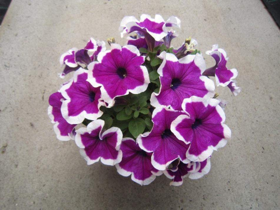 Petunia Hybrida FPSelect Sanguna Purple Picotee Nová FPSelect Purple Picotee Velmi dobře větví Raný Picotee type