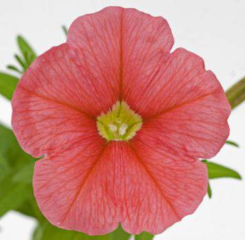 Petunia Hybrida Patio Serie Patio Red 70051200 / 284UA