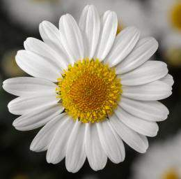 Argyranthemum frutescens Molimba M White White M Improved nahrazuje White M Lepší nakvétání Ranější Tolerantní k horku,