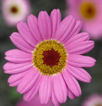 Argyranthemum frutescens Molimba M Pink Nová barva M Pink Kontinuální kvetení Intenzivní barva Raná