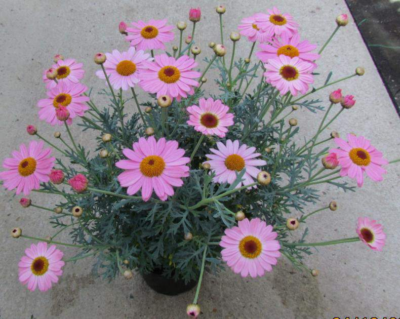 Argyranthemum frutescens Molimba L White a Pink Improved Nahrazují starší L-typy Mnohem více květů