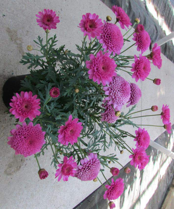 Argyranthemum frutescens Molimba L Double Deep Rose Plné květy Mnoho květů Dobré větvení Syté