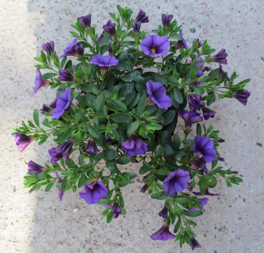 Calibrachoa Hybrida Callie 6 nových variet Deep Blue nahrazuje Dark Blue Habitus a ranost jako Mango!