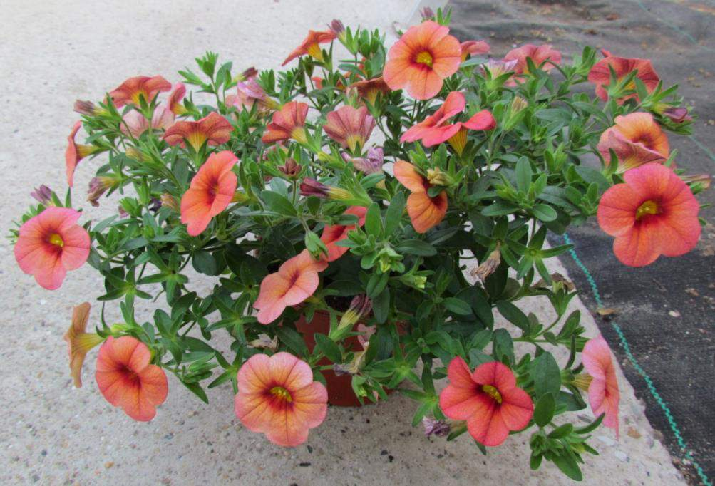 Calibrachoa Hybrida Callie 6 nových variet Apricot nahrazuje Peach Habitus a ranost jako Mango!