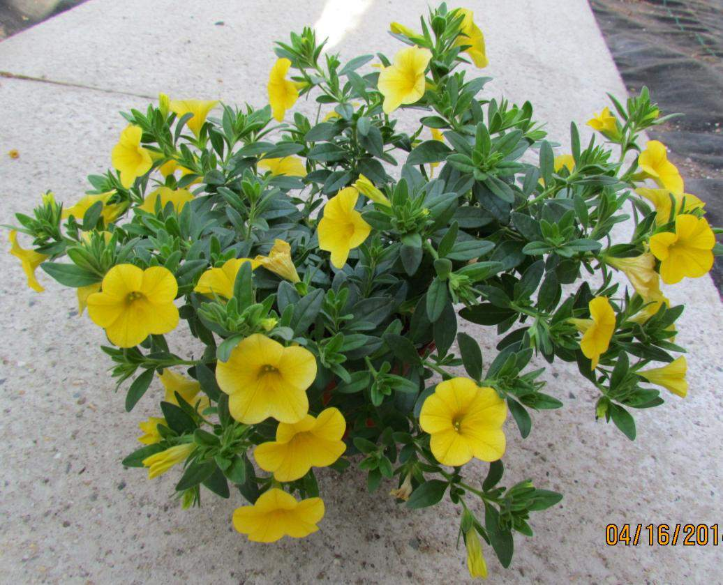 Calibrachoa Hybrida Callie 6 nových variet Deep Yellow Improved nahrazuje Deep Yellow Ranost jako Mango = ranější než starší Deep