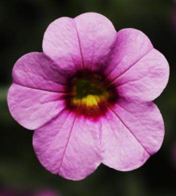 Calibrachoa Hybrida Callie 6 nových variet Burgundy a Pink Morn ranost a habitus jako Mango Pink with Red Eye méně