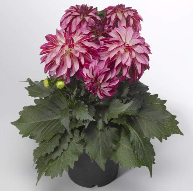 Dahlia x Hybrida Grandalia Serie Grandalia Pink 70019196 / DA275 Grandalia Rose Swirl