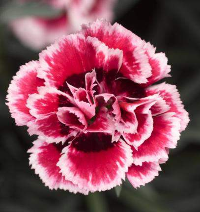 Dianthus caryophyllus Suncharm Rose Picotee Vysoká uniformita Kulovitý habitus Silná rostlina odolná k